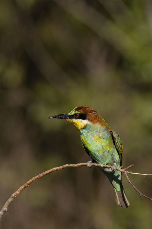 природа *** фото превью