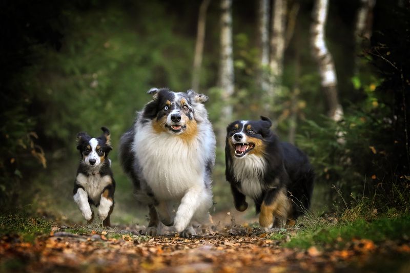 ..... фото превью