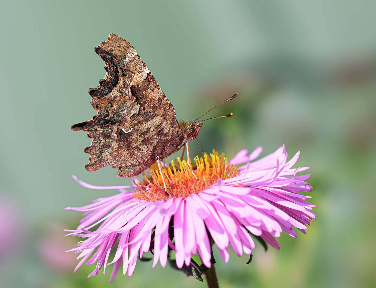 насекомые, бабочка, нимфалида, углокрыльница, осень, сентябрь, Борис Новиков