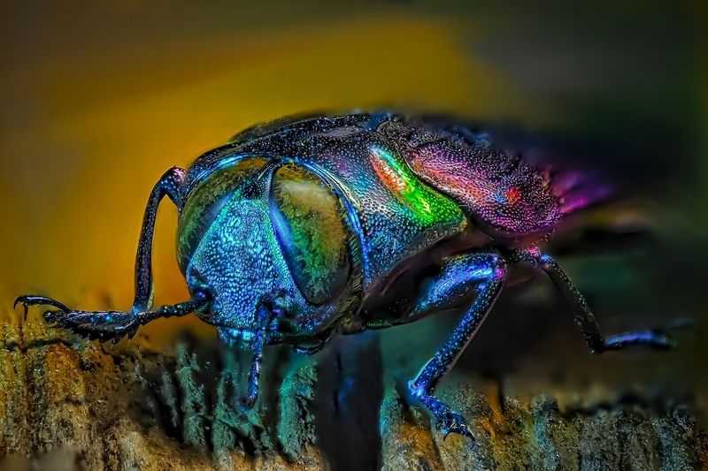 Златка фото превью