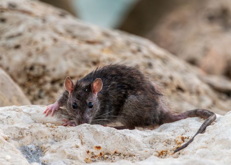 Крыс-2 фото превью