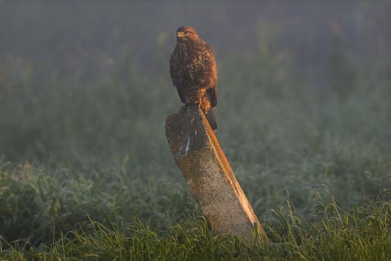 Налево пойдешь - коня сохранишь, себя потеряешь... фото превью