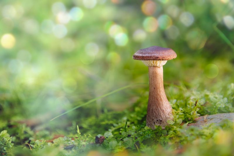 Грибок фото превью