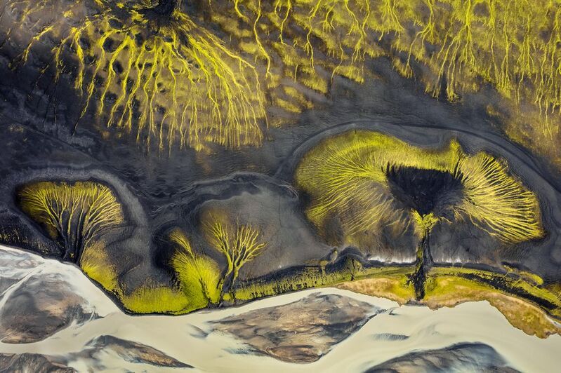 Forest фото превью