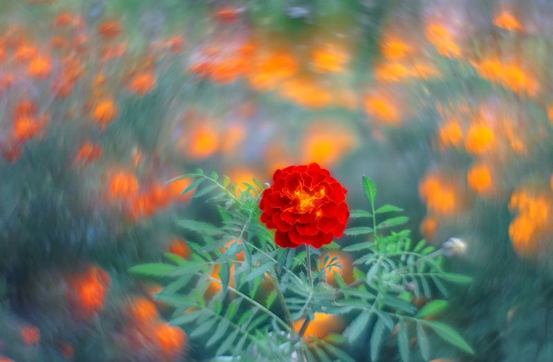 Дачные зарисовки. фото превью