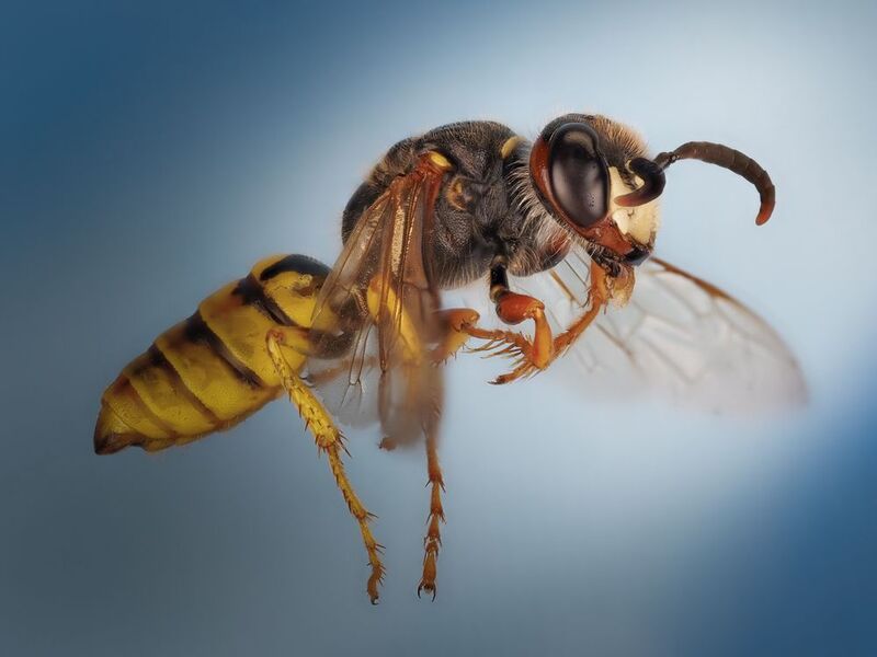 Пчелиный волк. фото превью