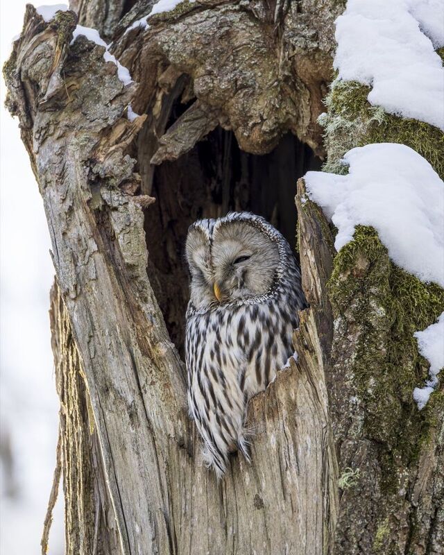 сова, уральская неясыть, птицы, неясыть, длиннохвостая неясыть  фото превью