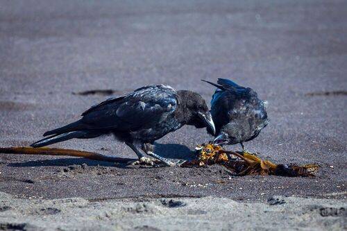 Чёрные вороны