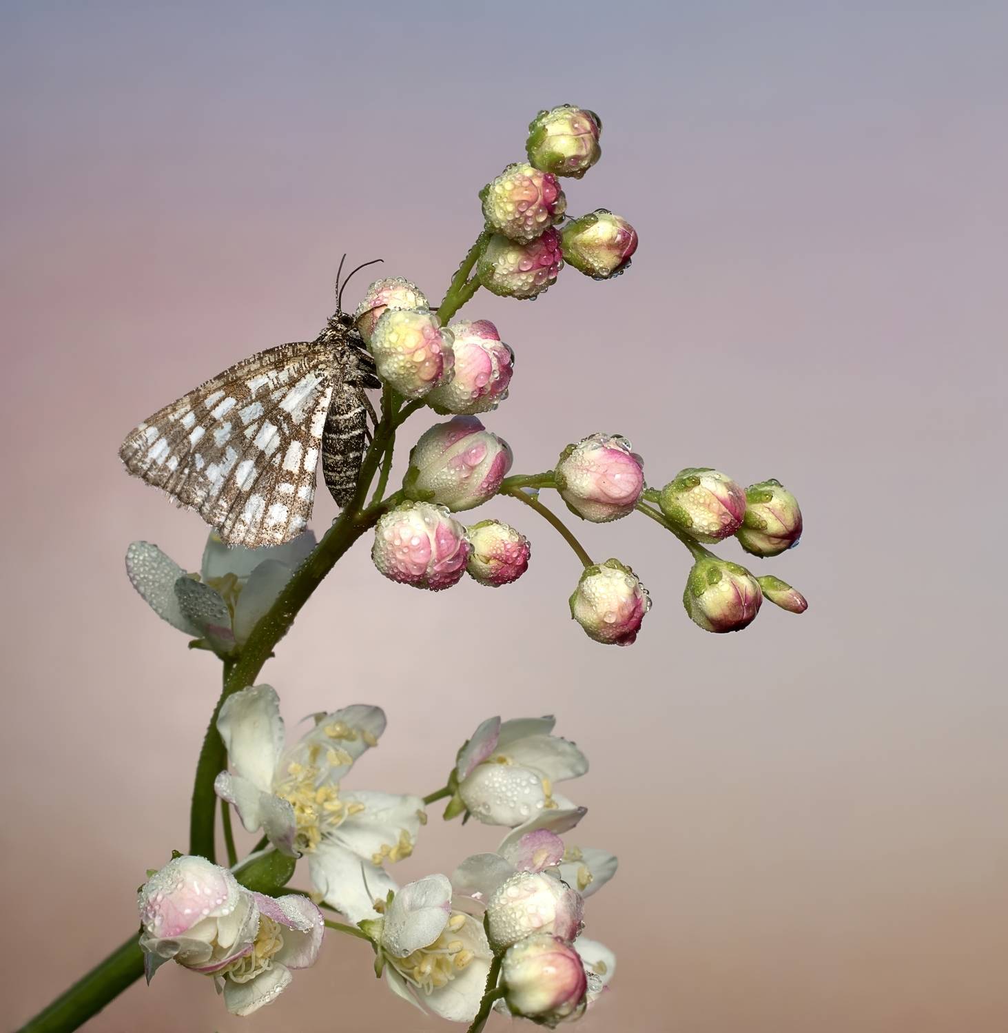 , Людмила Железнова