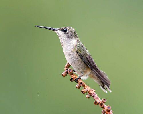 Ruby-throated Hummingbird - Рубиновогорлый Колибри, cамка