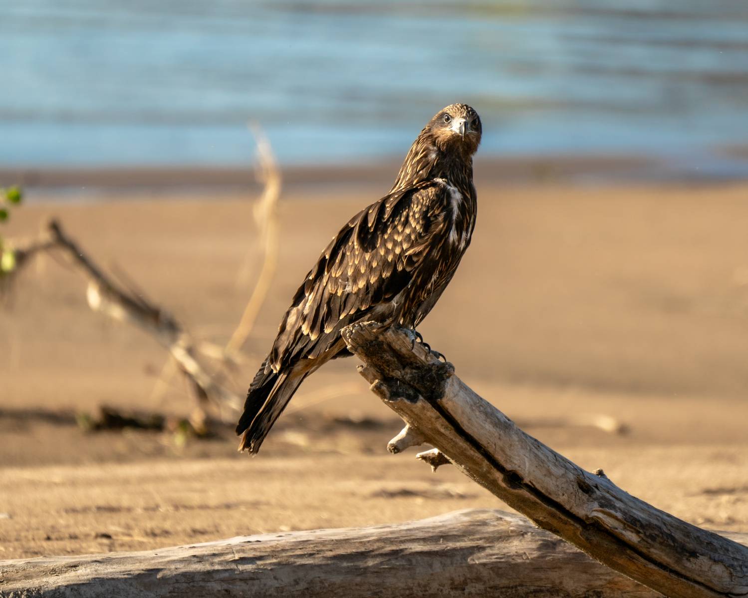 коршун, черный коршун, бердвочинг, птицы сибири, сибирь, Екатерина Дубровская