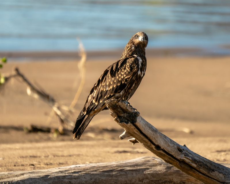коршун, черный коршун, бердвочинг, птицы сибири, сибирь Какой же всё-таки потрясающей красоты и стати этот хищник!) фото превью