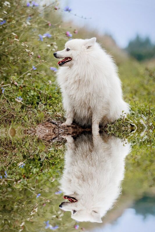 отражение фото превью