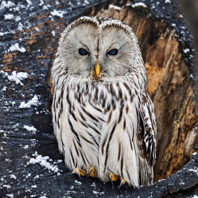 сова, уральская неясыть, птицы, неясыть, длиннохвостая неясыть  фото превью