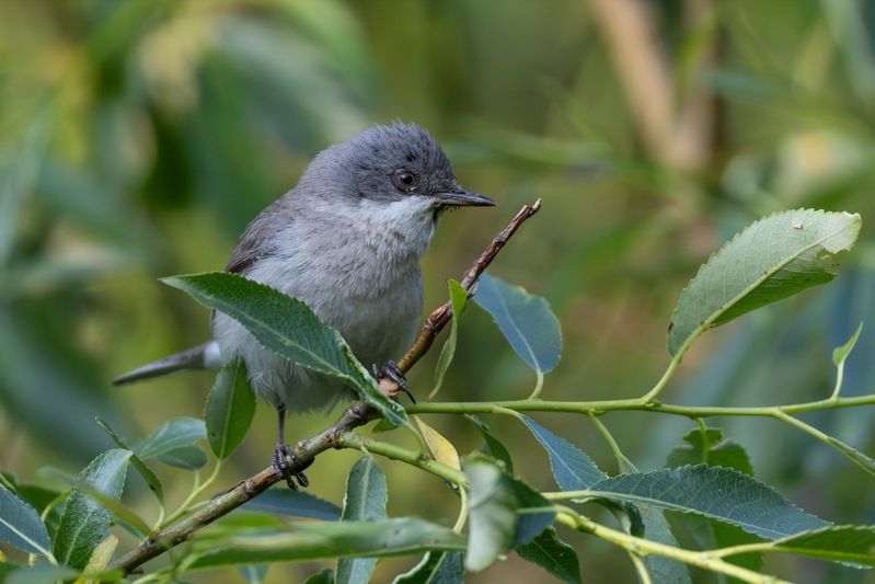 славка-завирушка, славка, славка-мельничек, завирушка, птицы Славка-завирушка фото превью