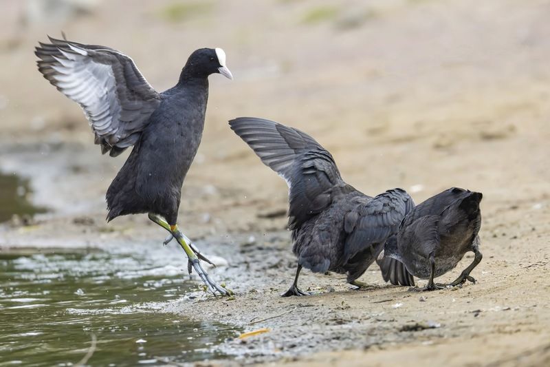 лысуха, птицы Баталии лысух фото превью