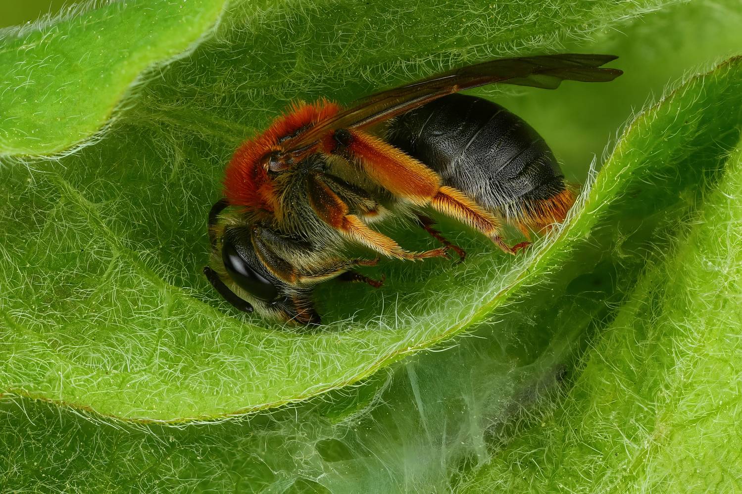 макро, природа, животное, растение, цвет, фото, оранжевый, пчела, лист, Шаповалов Андрей
