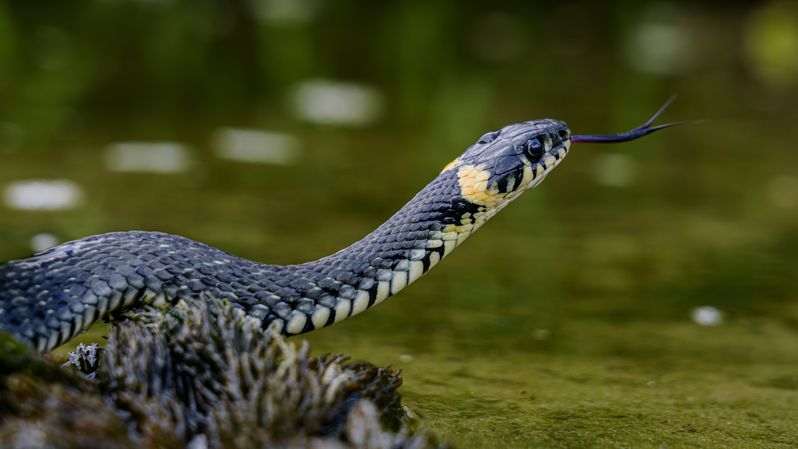 Уж фото превью