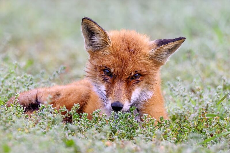 Лисенок фото превью