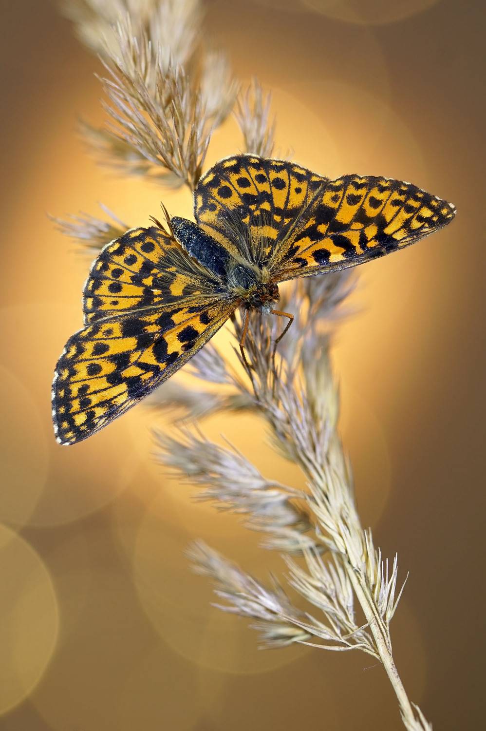 Бабочка, Чепленко Алексей