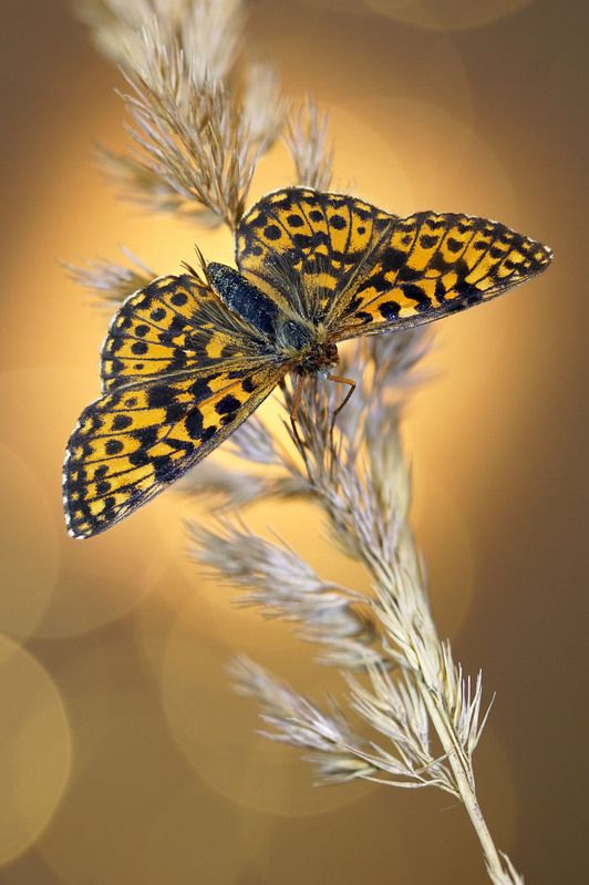 Бабочка фото превью