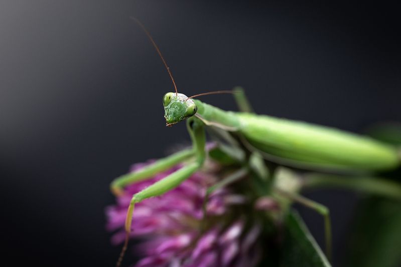 Богомол фото превью