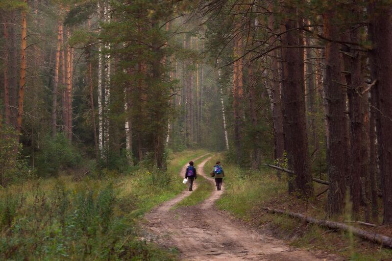 дорога лес грибники осень сентябрь серково По утру с надеждой фото превью