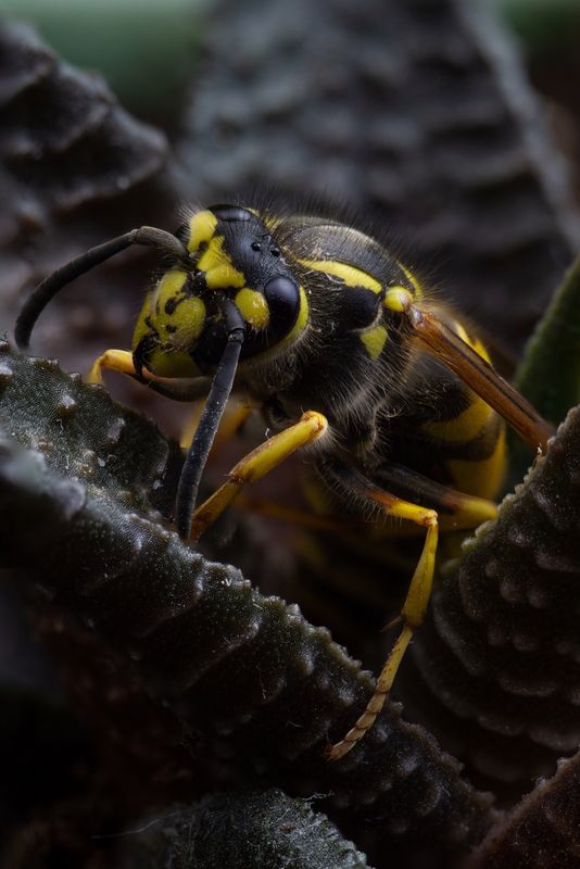 Vespidae фото превью