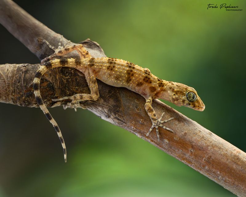 GECKO фото превью