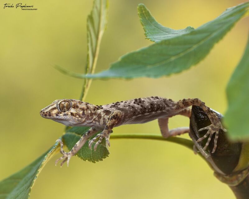 GECKO фото превью