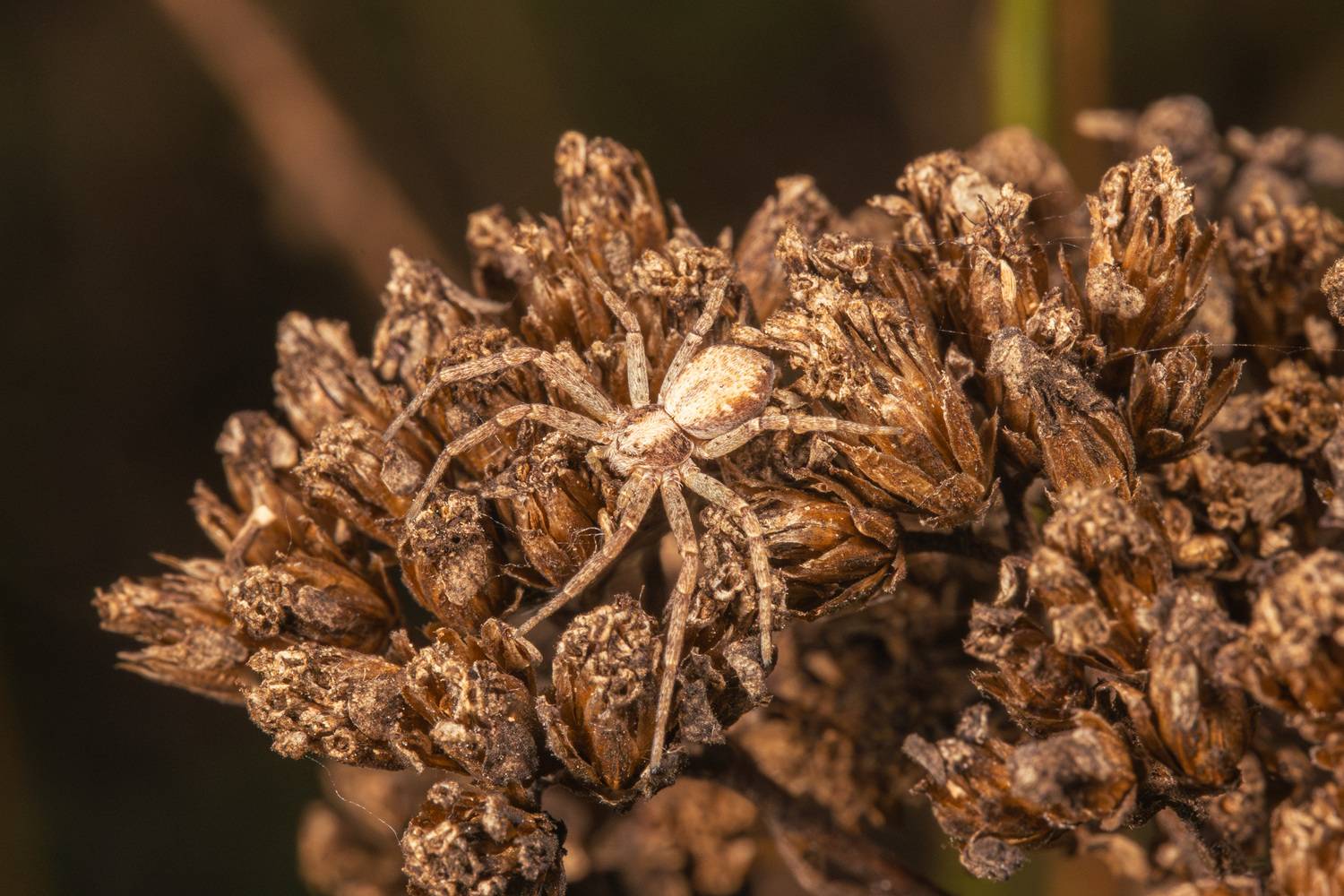 , Ольга Таланцева