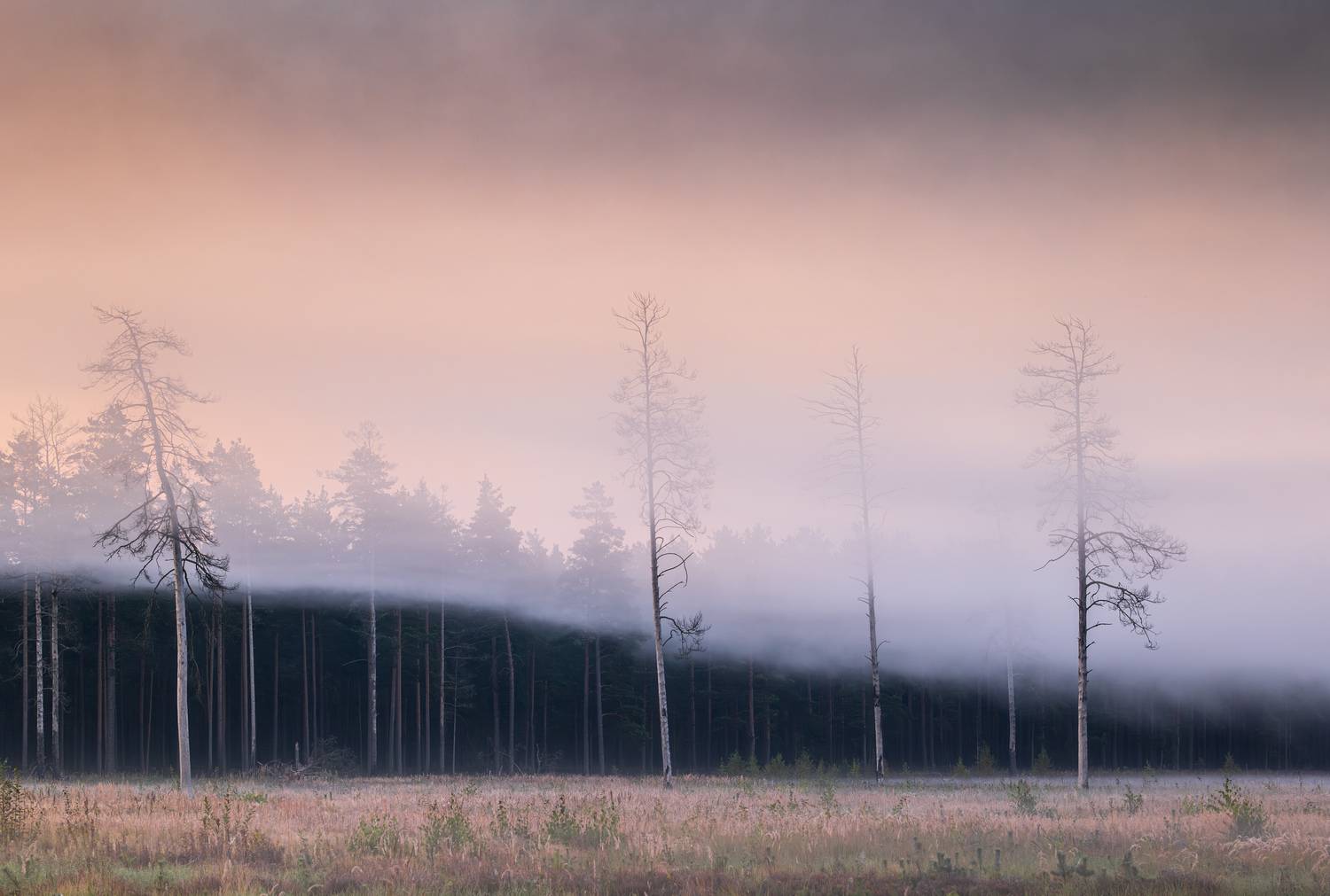 , Гордон Николай