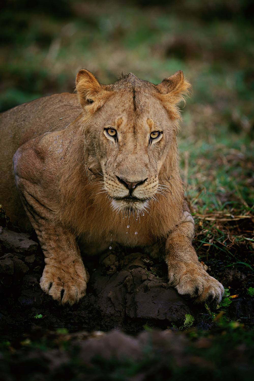 , Худзинская Ирина