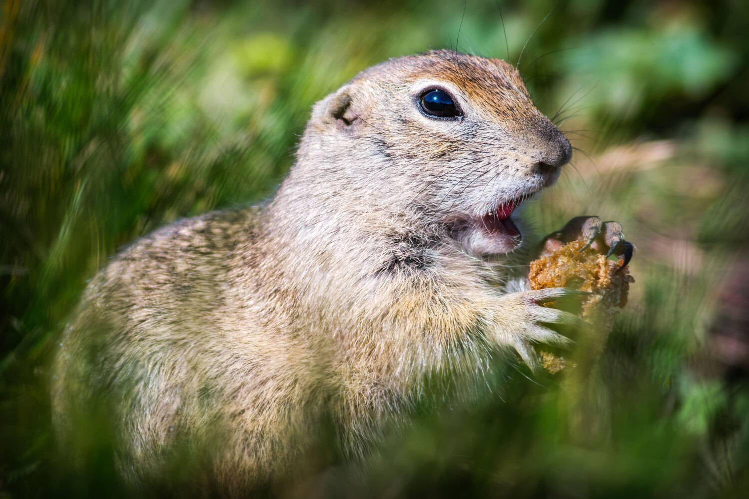 , Владимир Сковородников