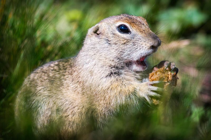 Обжора фото превью