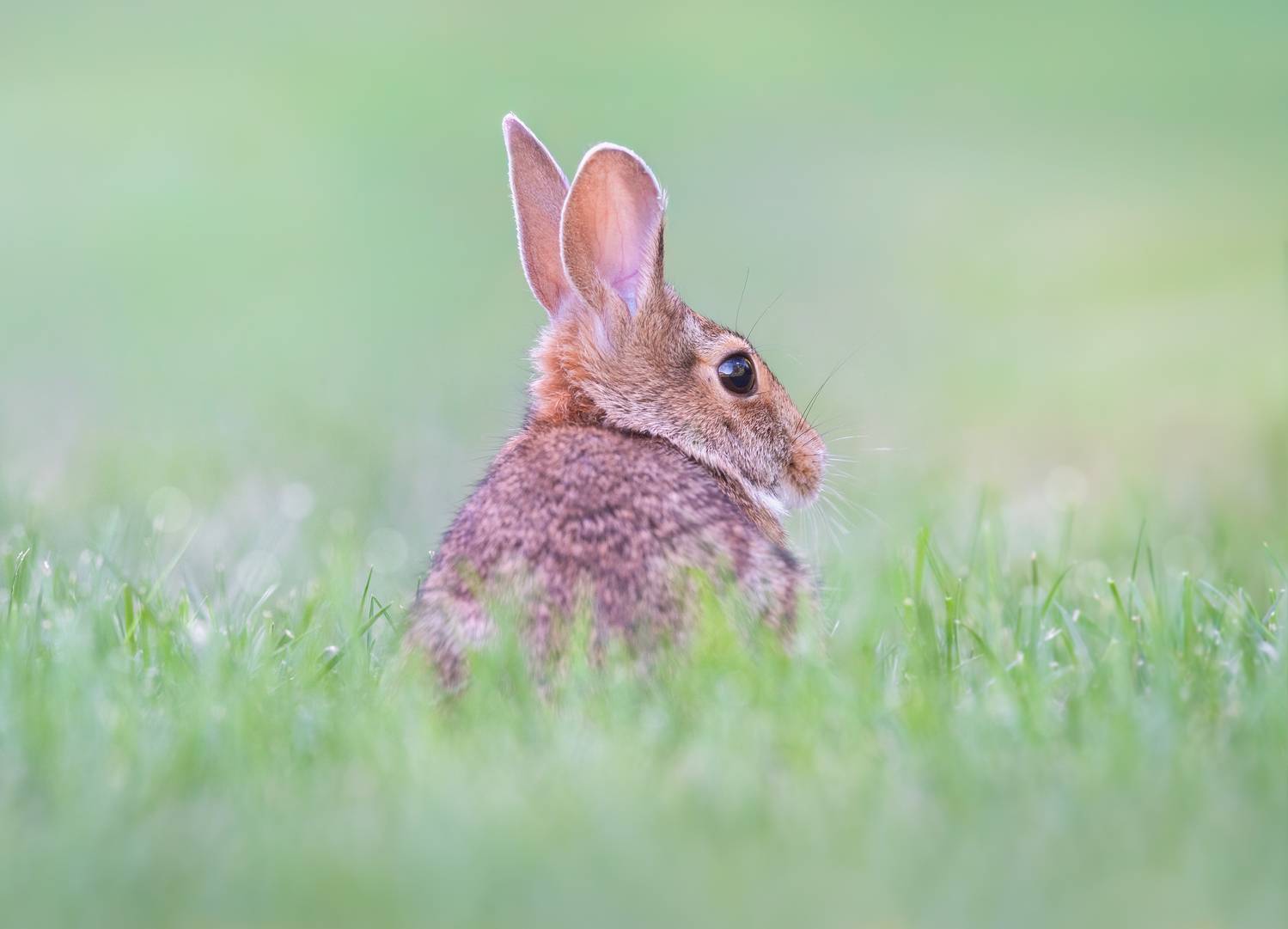 rabbit, bunny, animal, wild, nature, Atul Saluja