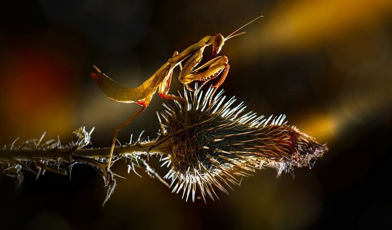 Золотая пуля фото превью