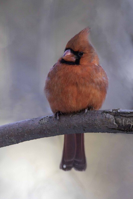 Northern cardinal фото превью