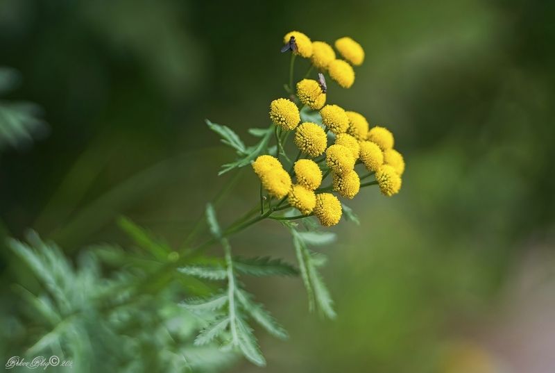 Пижма... фото превью