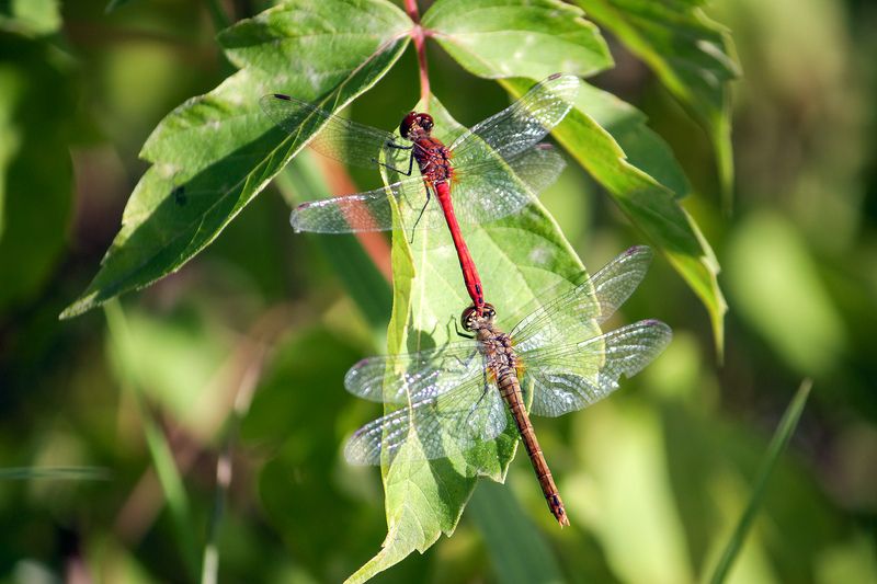 Сжатобрюх кроваво-красный (Sympetrum sanguineum) фото превью