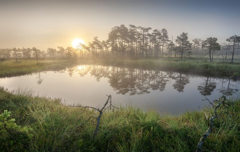 На утреннем болоте  фото превью