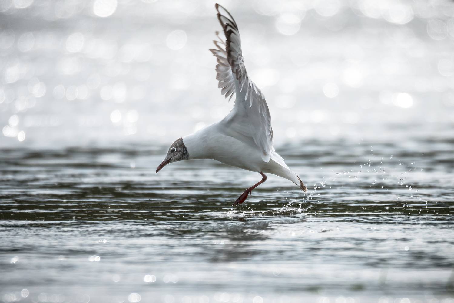 озёрная чайка, блики, боке, весна, Соварцева Ксения