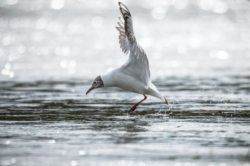 озёрная чайка, блики, боке, весна Погоня за рыбкой фото превью