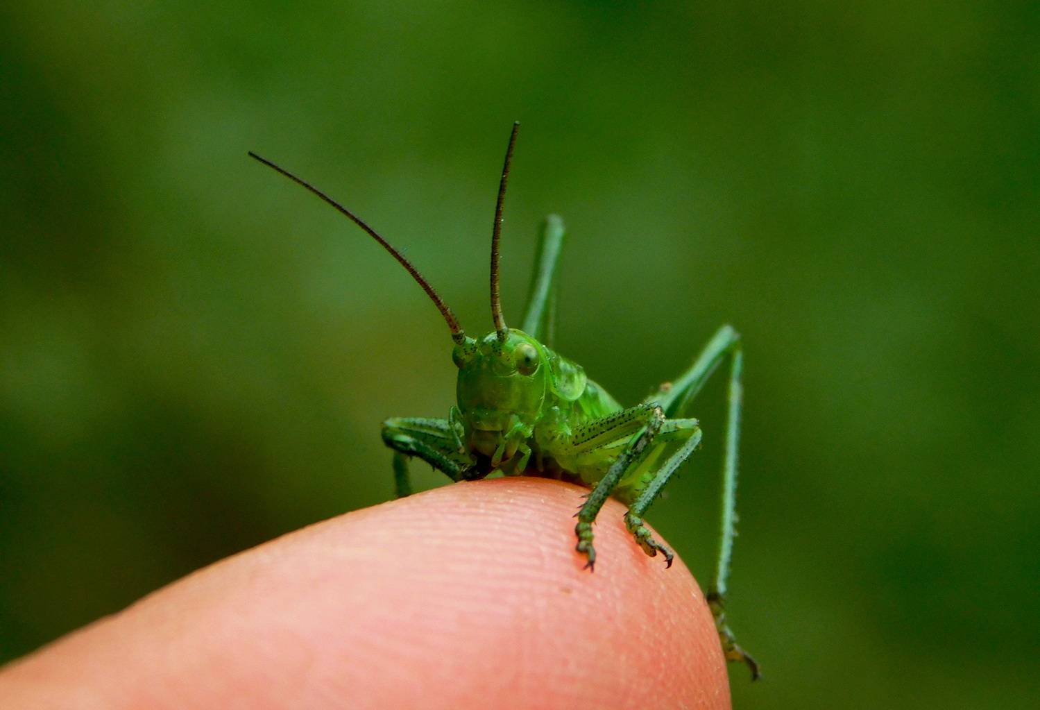 , Сергей Чеченов