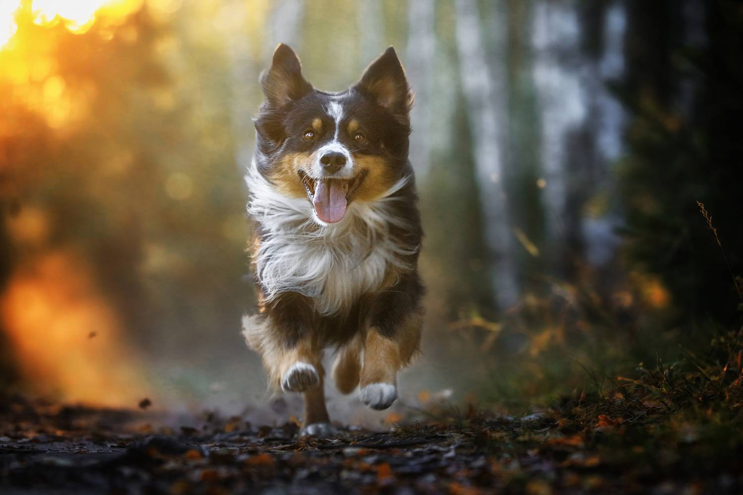 , Андрей Ершов