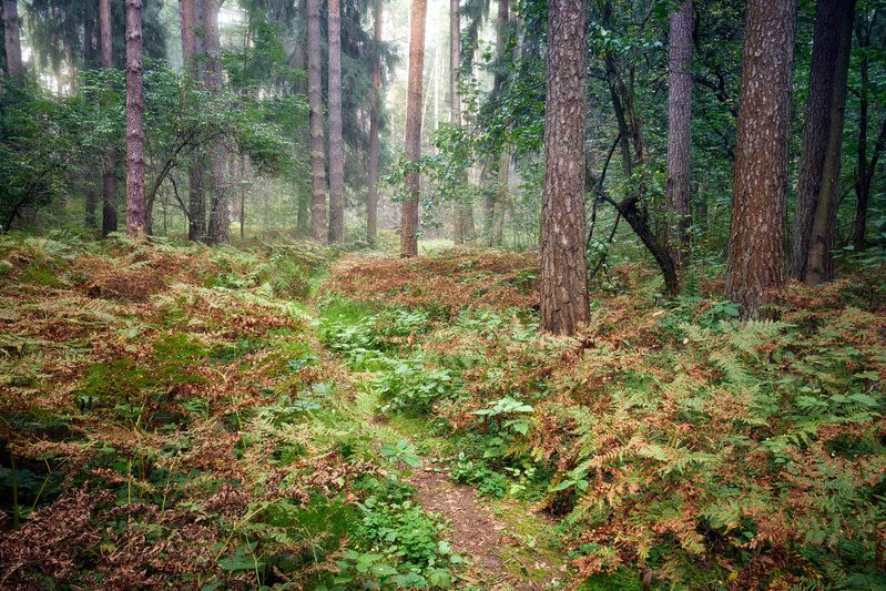 лес, деревья, листва, свет, осень В осеннем лесу фото превью