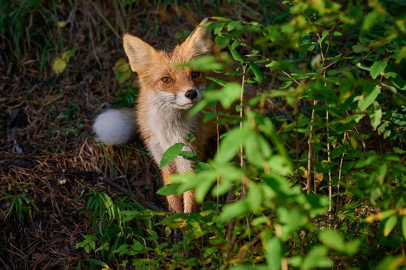 лиса *** фото превью
