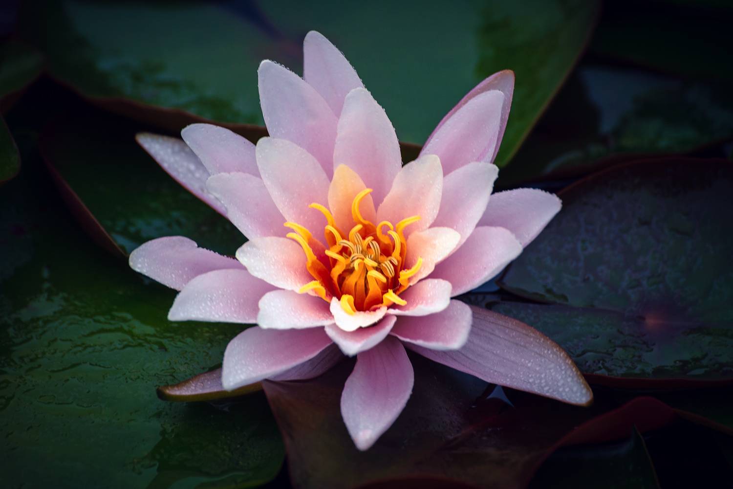 , Алексеев Сергей