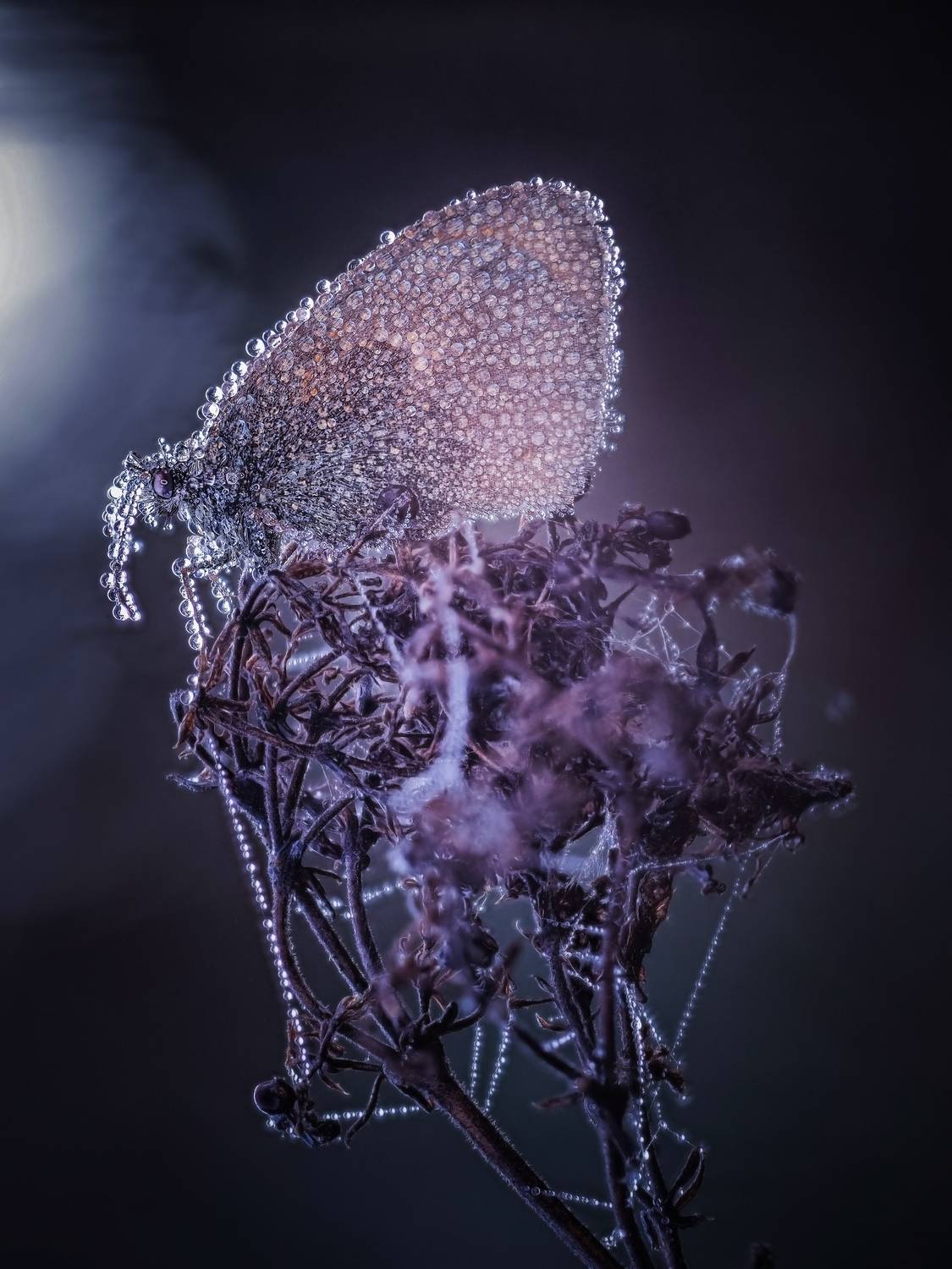 , Лапшина Владлена