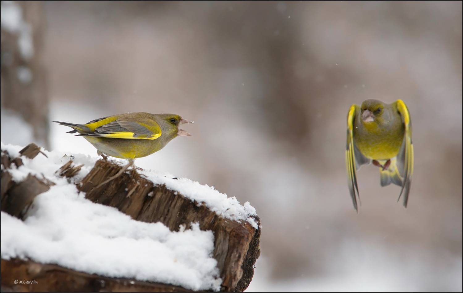 птицы,зима,зеленушки,лети,подальше, Александр Чувилин